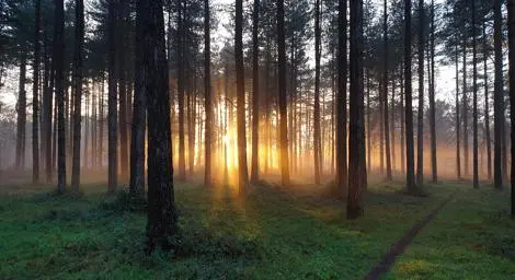 Light shinning through trees in the woods