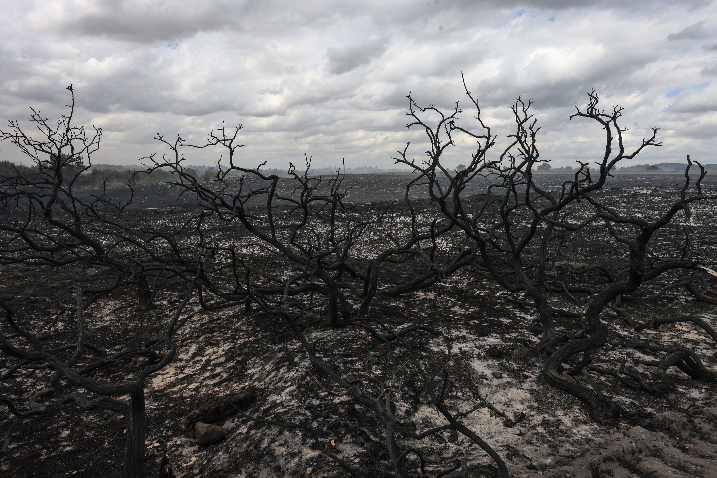 a landscape of burned heathland and trees