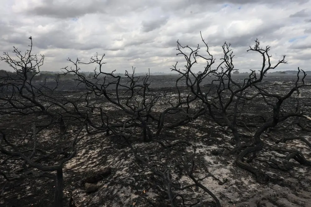 a landscape of burned heathland and trees