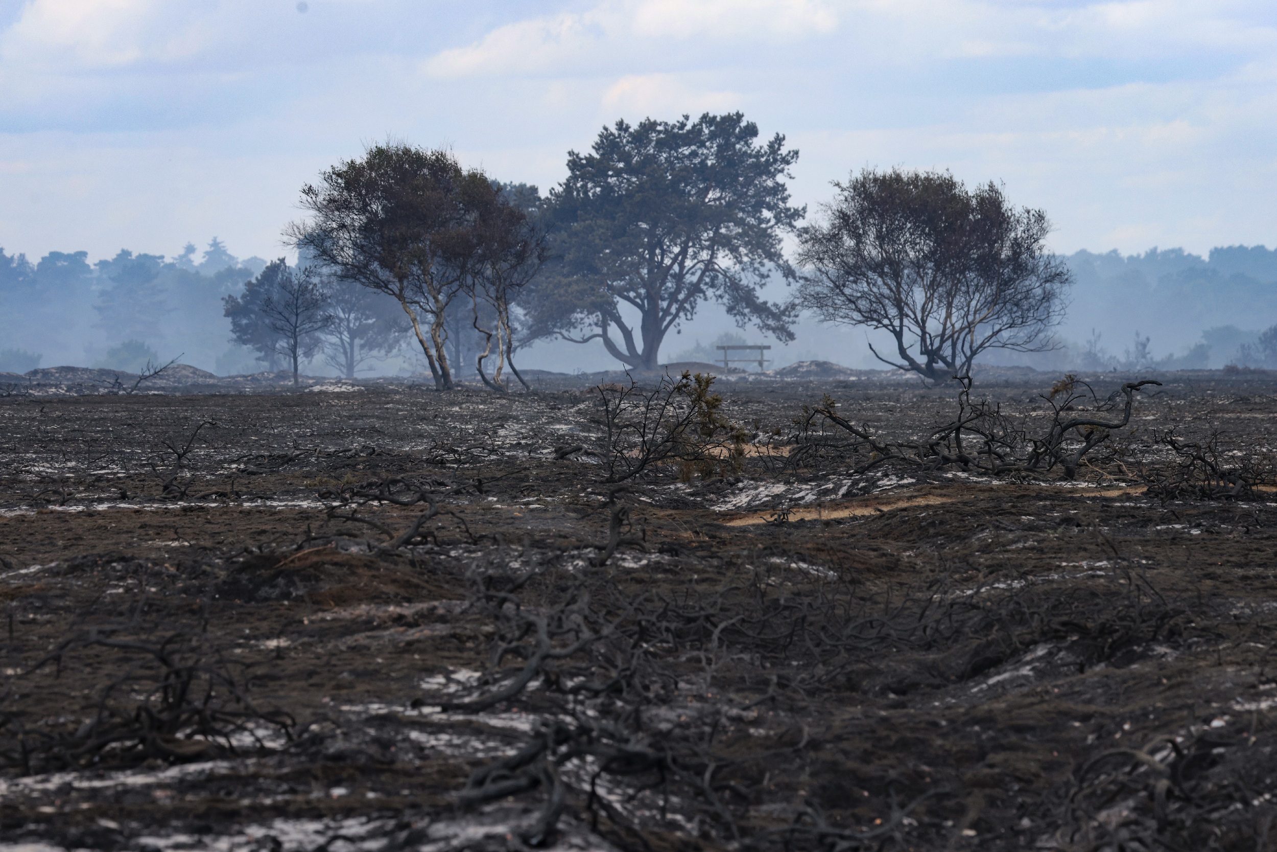 landscape of burned out heathland and trees