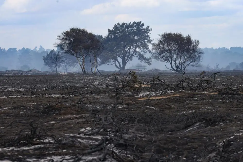 landscape of burned out heathland and trees