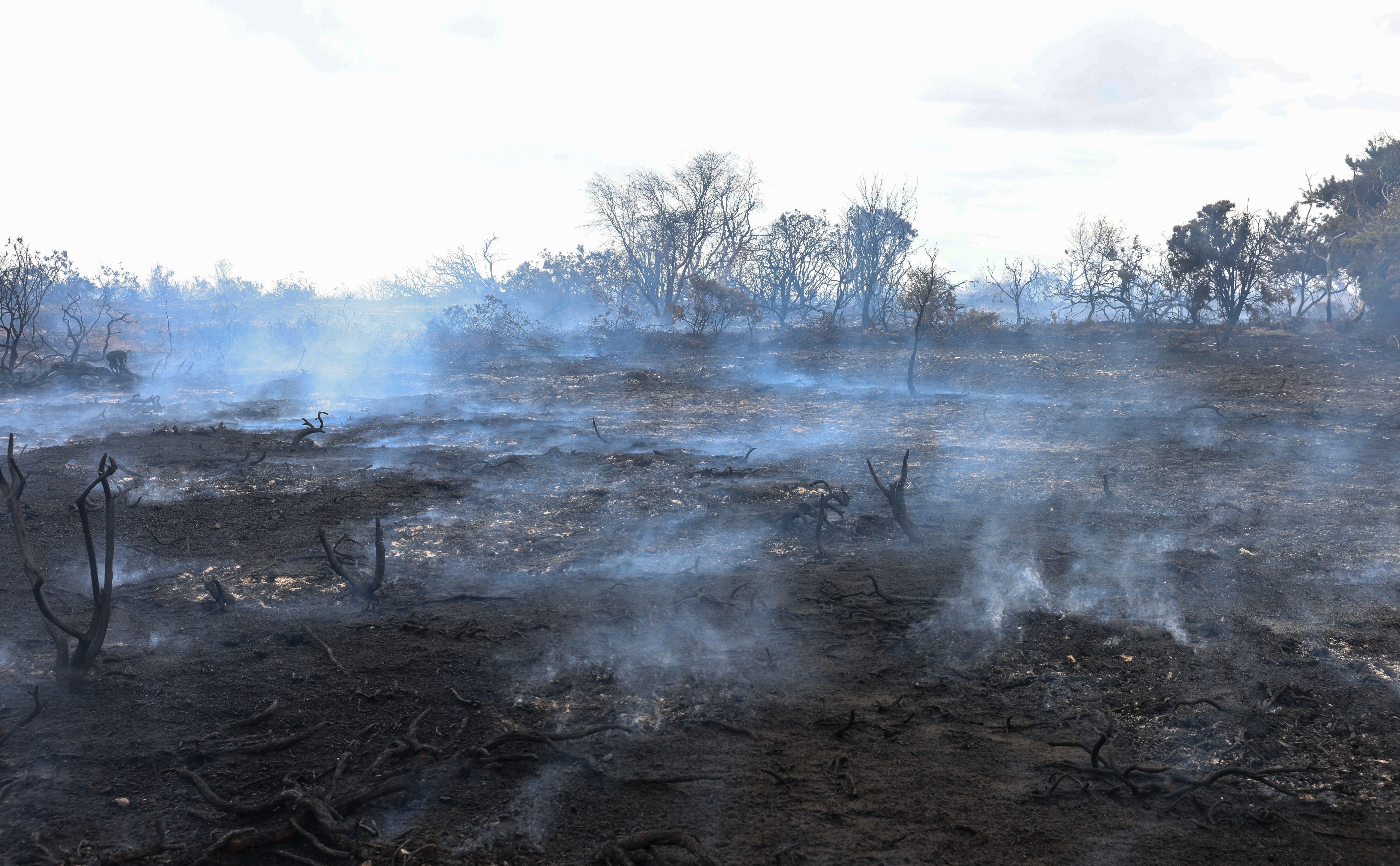 Aftermath of wildfire in Dunwich Heath