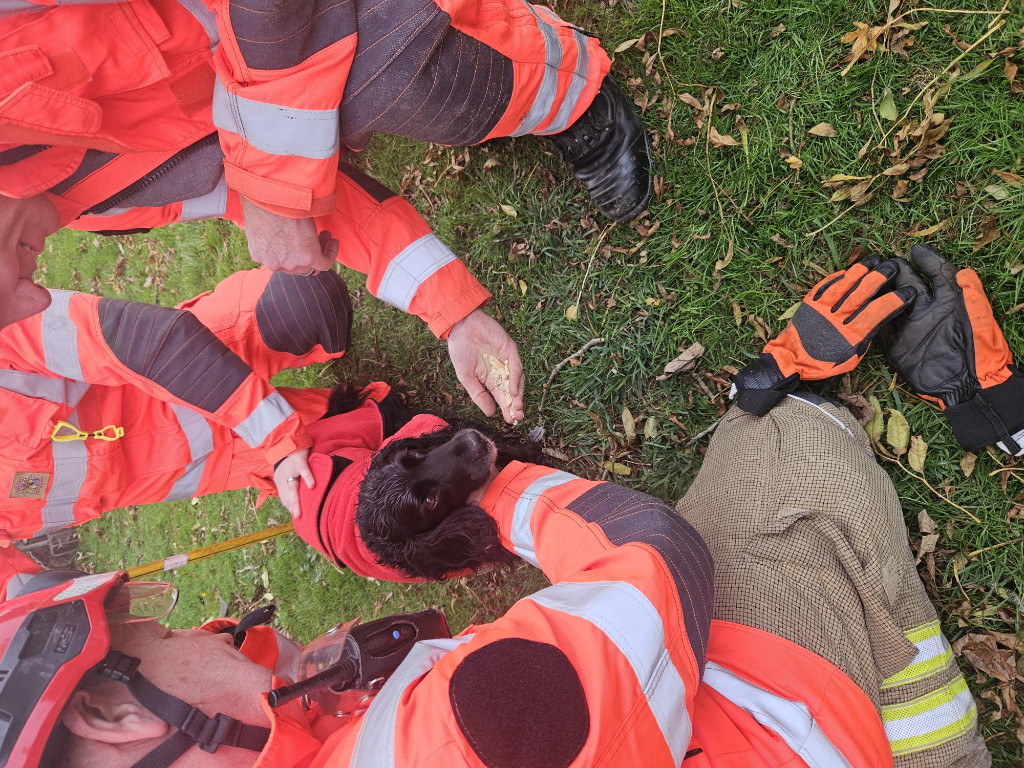 Senna, a black spaniel, with rescuers in high-viz clothing.