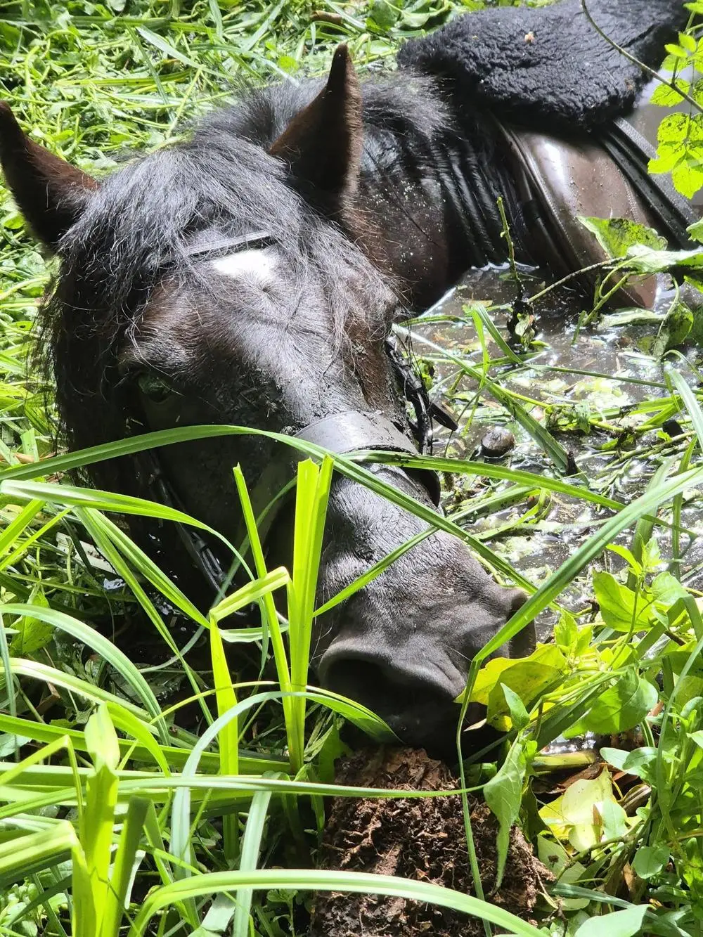 Up to her head in muddy water