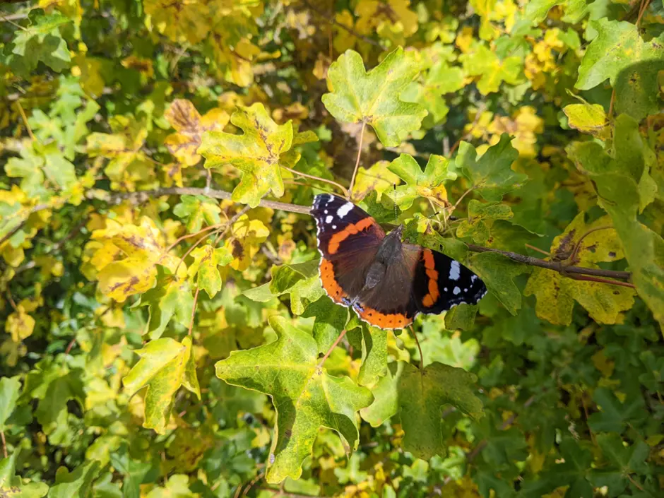 a butterfly on a bush