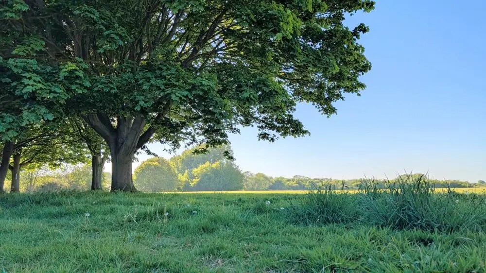 a view across a green field in Suffolk with large established trees in the foreground and trees on the horizon