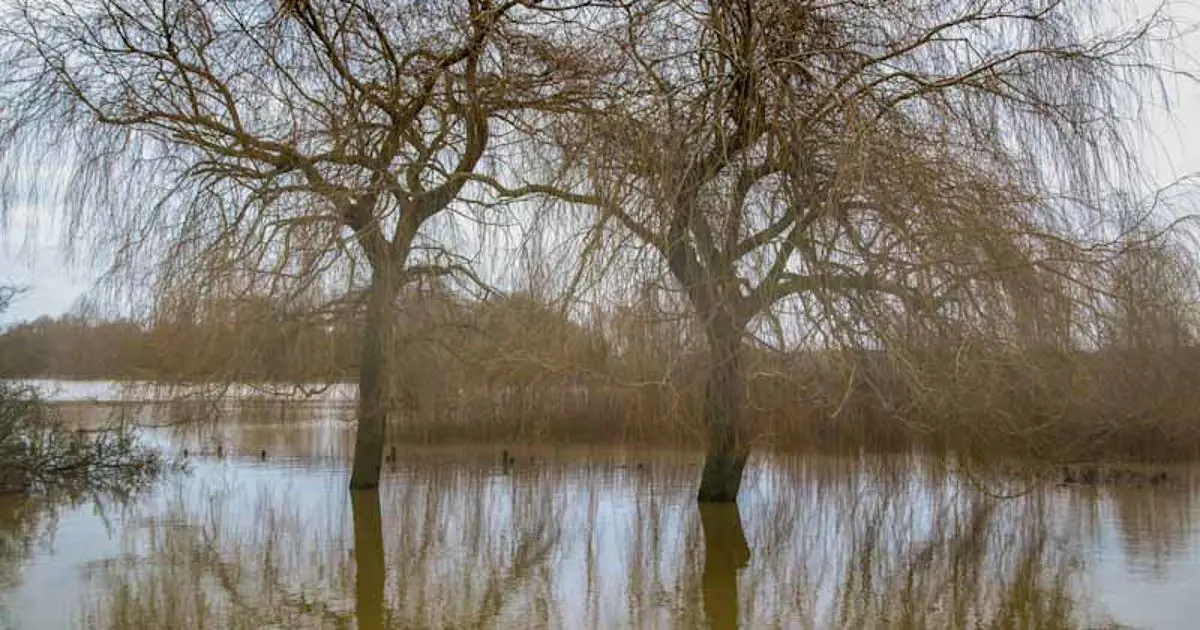 Trees surrounded by flood water.