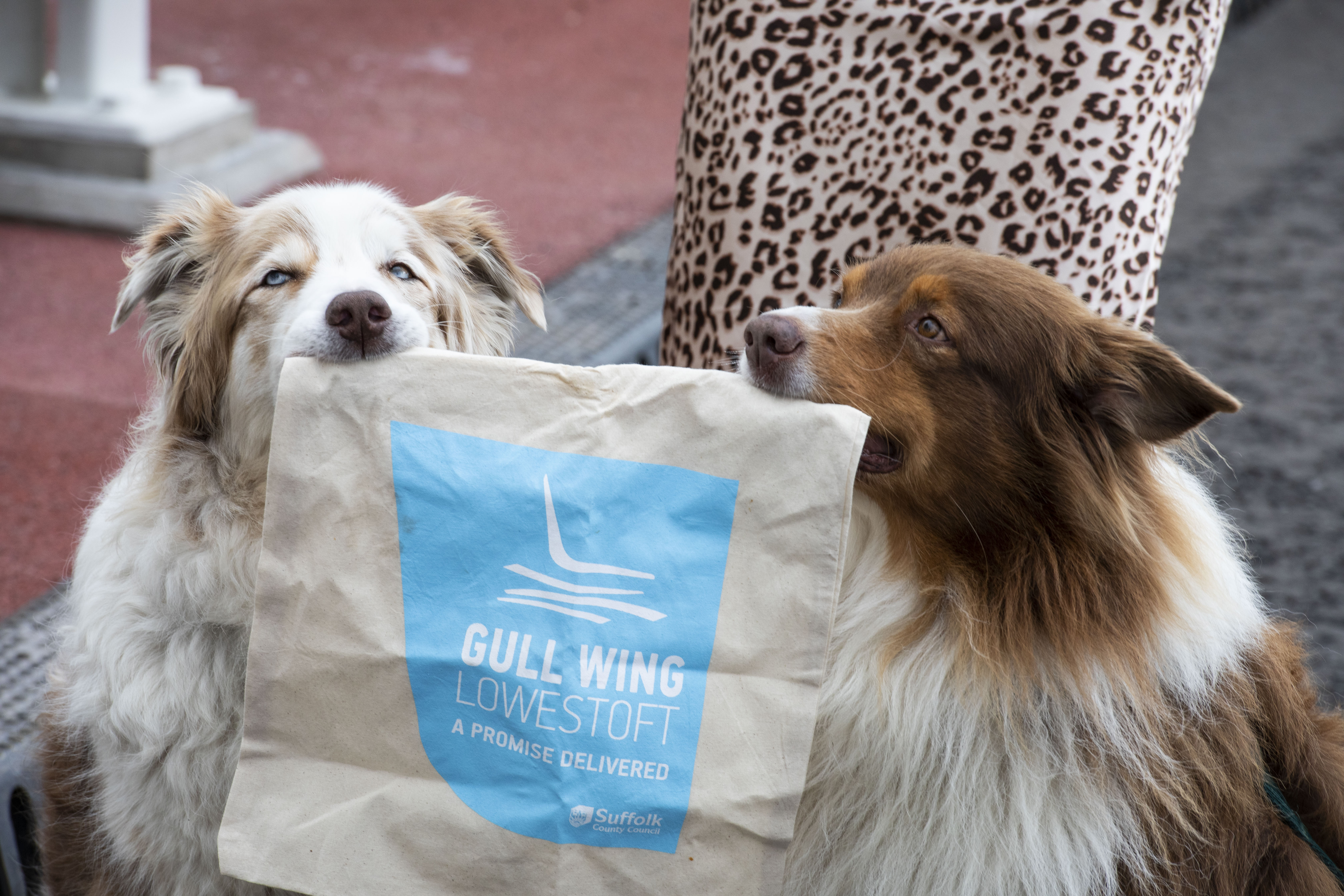 Two dogs holding a Gull Wing tote bag