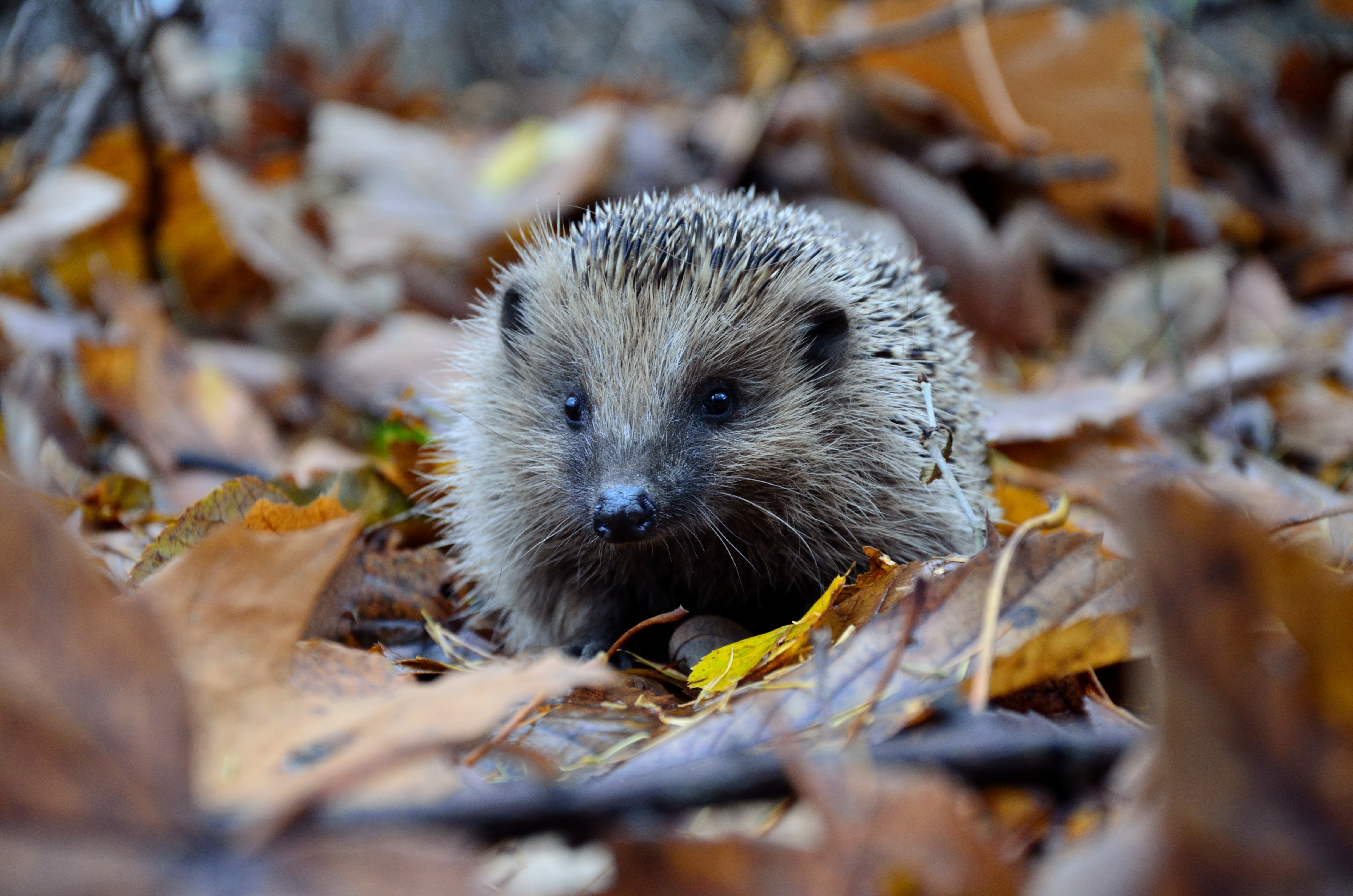 A hedgehog among some brown autumn leaves