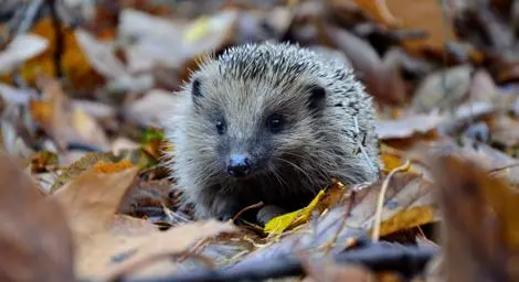 A hedgehog among some brown autumn leaves