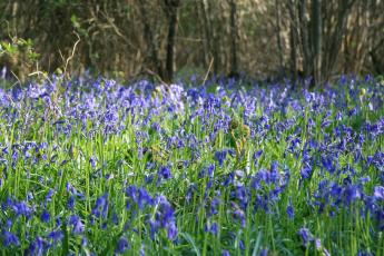 Bluebells in Bradfield woods