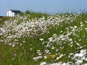 Shingle street daisies