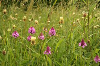 Sulphur clover and Pyramidal orchids in a field