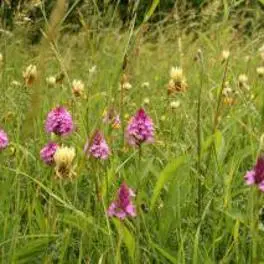 Sulphur clover and Pyramidal orchids in a field
