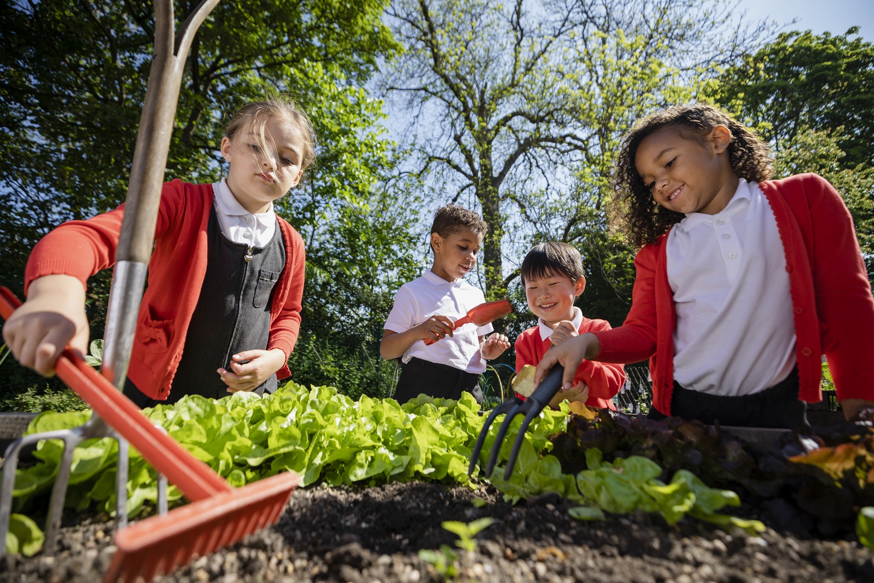 four school children gardening