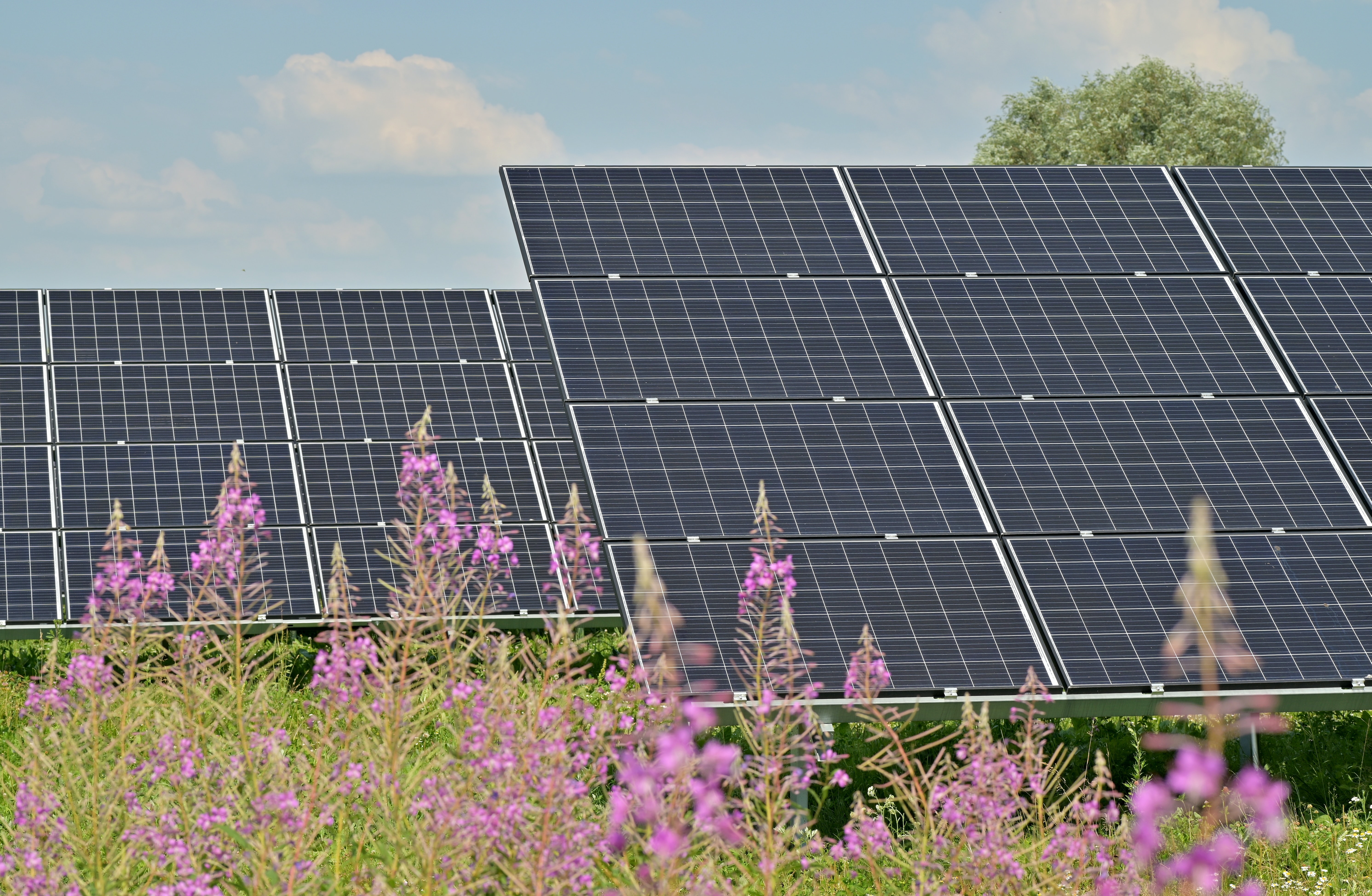 Solar panel array in a field