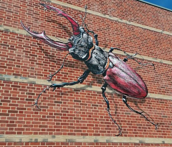 Stag beetle painted onto the side of the outside wall of The Hold in Ipswich, Suffolk. 