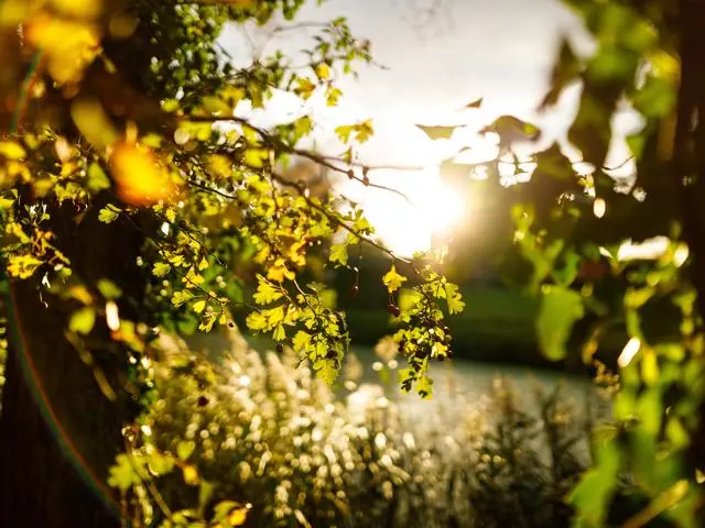Close-up of leaves on a tree under sunlight in a field
