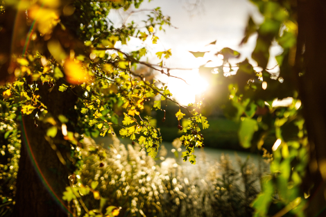 Suffolk country side image of sun through the trees. 