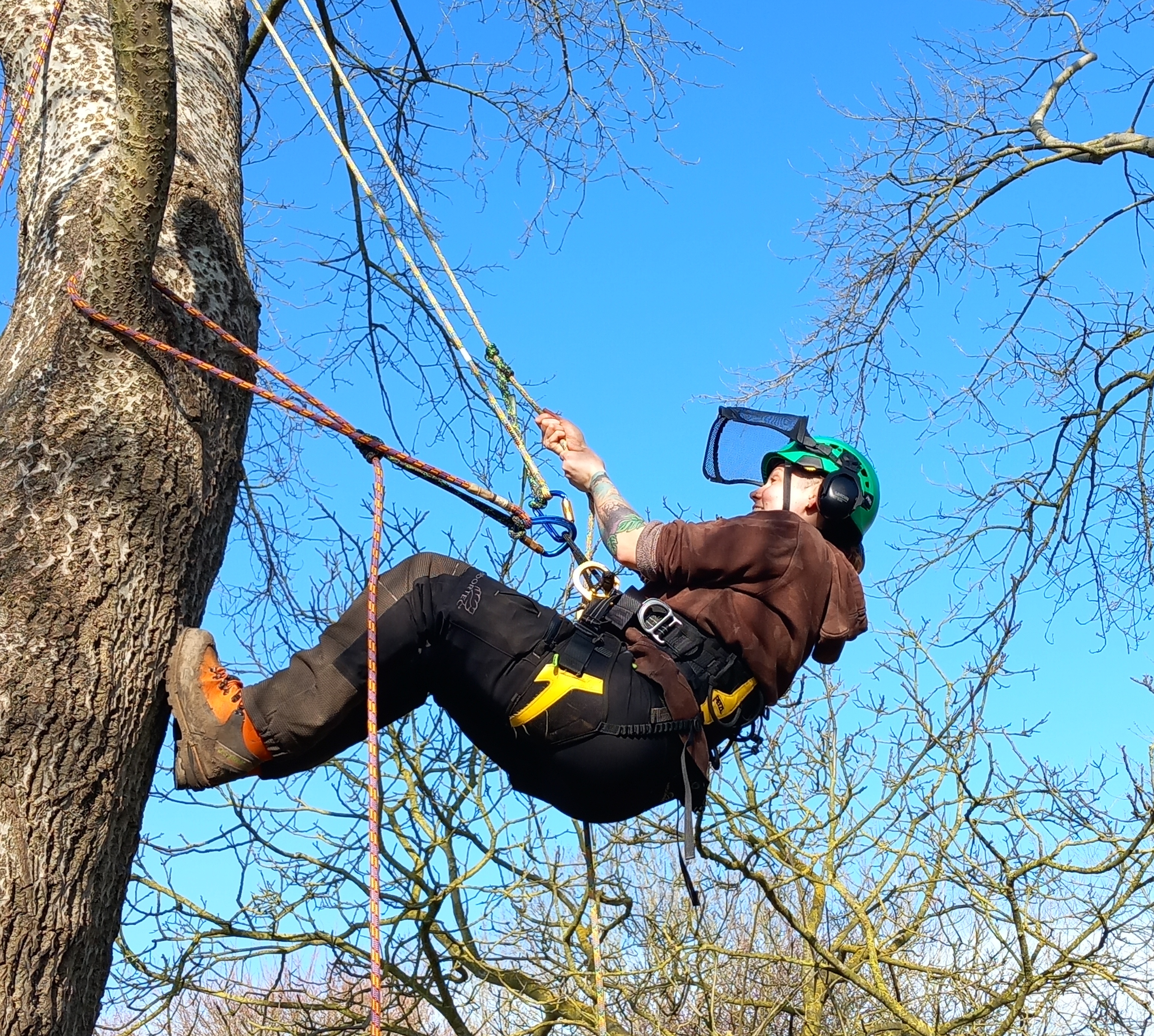 A woman climbing a tree with safety equipment
