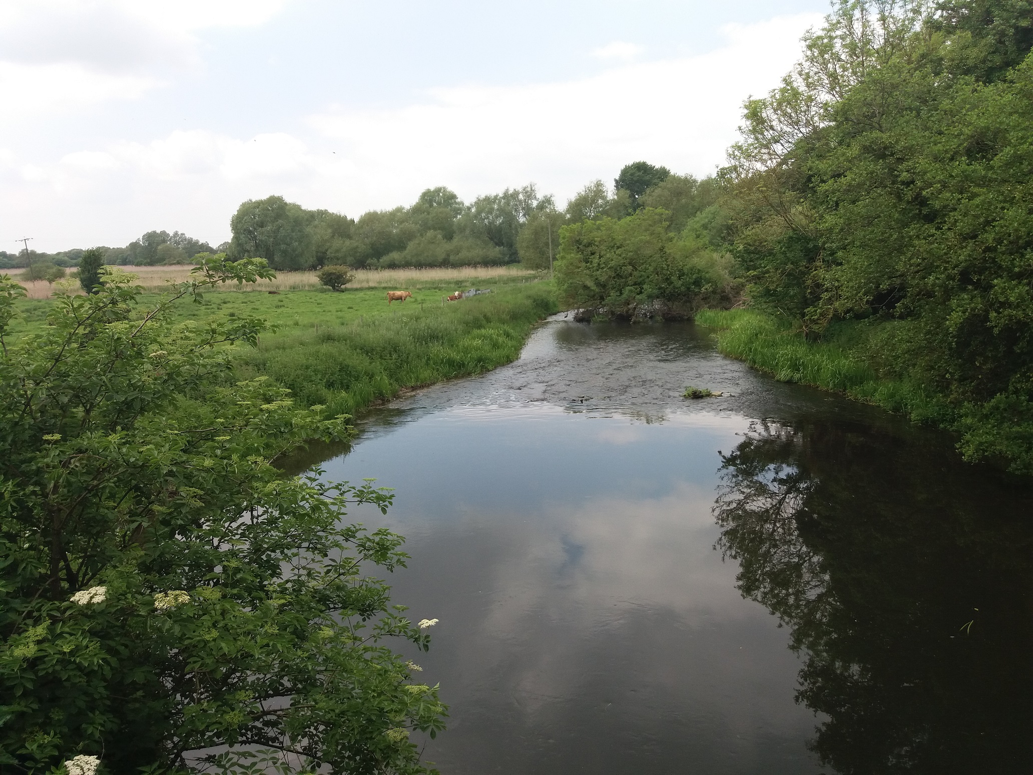 the river lark in the brecks