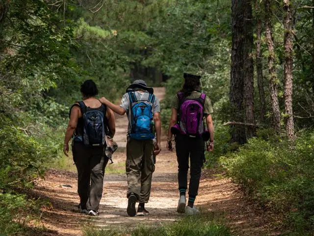 Three people walking in a forest